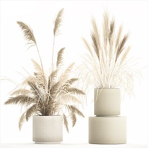 3D Beautiful bushes pampas grass for decoration in pots 1289