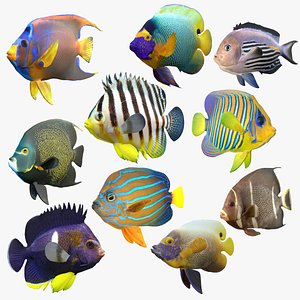 Angelfish Collection v2 3D model
