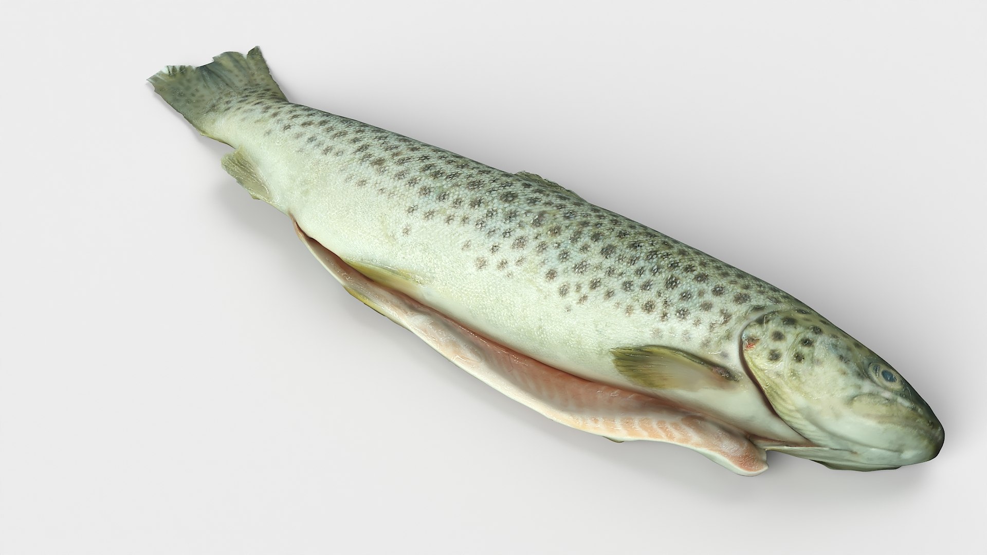 Seafood Collection 01 model https://p.turbosquid.com/ts-thumb/lN/2EqM10/3A/fish01_03/jpg/1656401966/1920x1080/fit_q87/dbc51c17d16a3a21b41315a75ca1b22ace654873/fish01_03.jpg