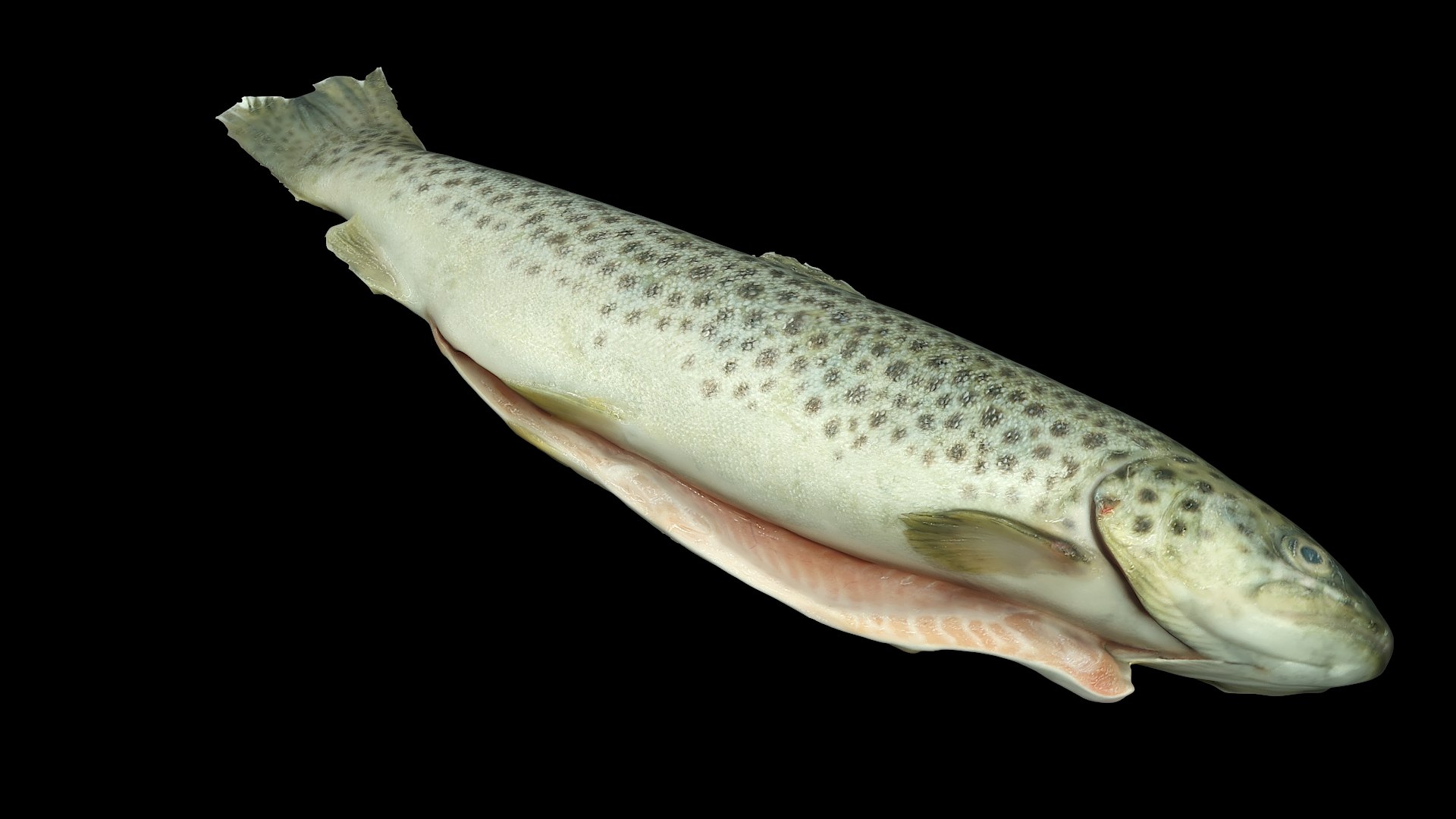 Seafood Collection 01 model https://p.turbosquid.com/ts-thumb/lN/2EqM10/VF/fish01_02/jpg/1656401966/1920x1080/fit_q87/9764bbad22b97a48b6d23aa840909735b3854dd5/fish01_02.jpg