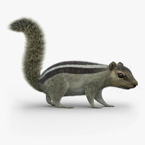 Squirrel 2 Fur Rigged