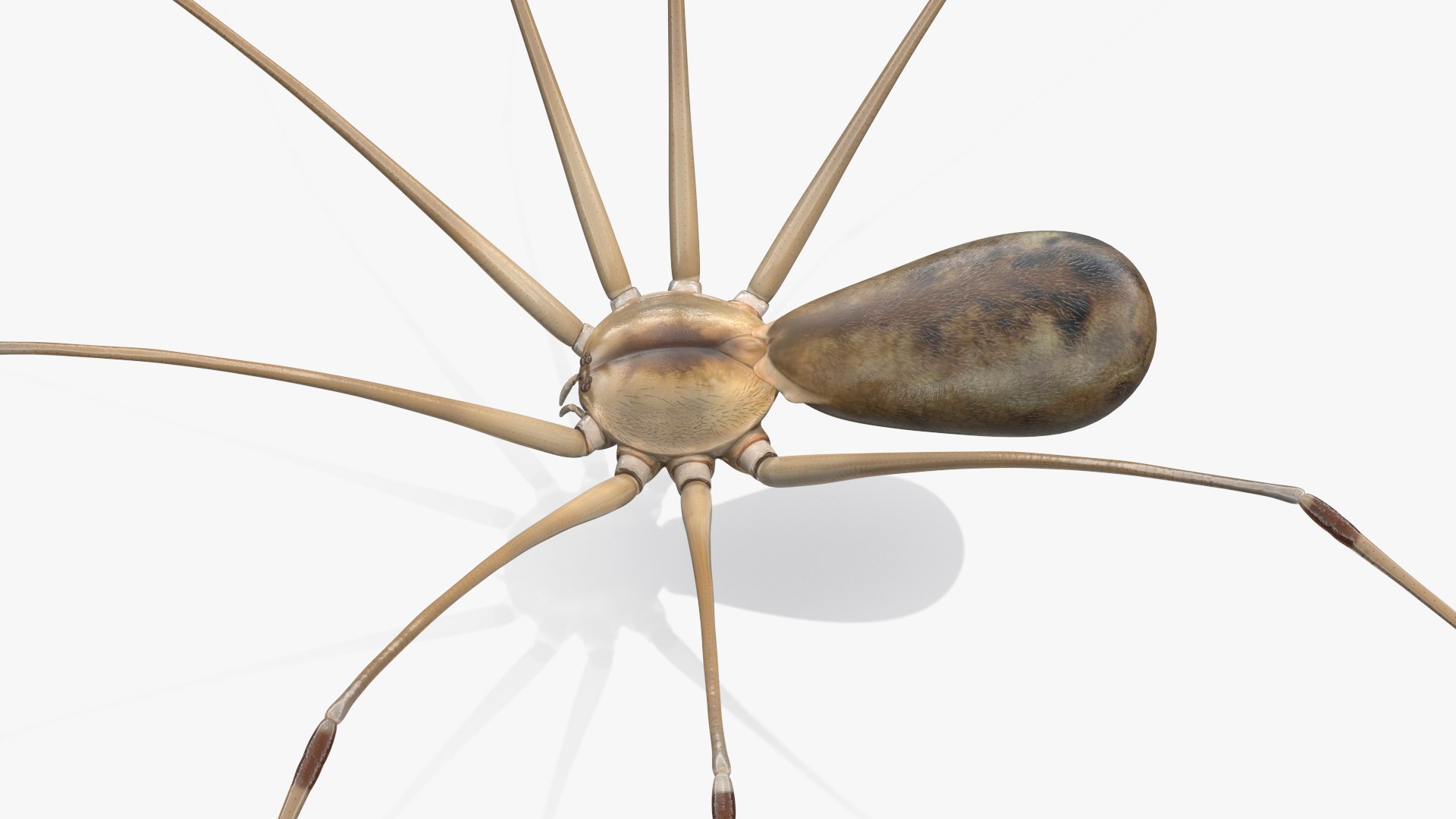 3D Pholcus Phalangioides https://p.turbosquid.com/ts-thumb/lN/2OY6HD/4j/pholcusphalangioidesmb3dmodel013/jpg/1713925916/1920x1080/fit_q87/d5af55d91a4cd0bbfa5c2b707b8aa3f2a51efc06/pholcusphalangioidesmb3dmodel013.jpg