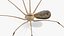 3D Pholcus Phalangioides