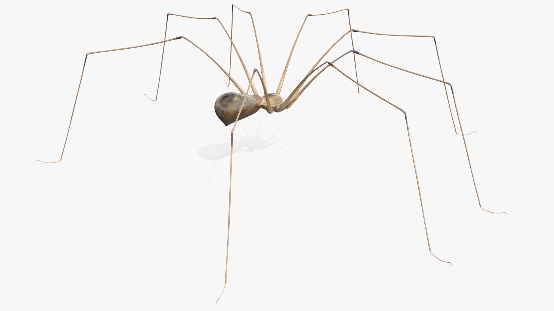 3D Pholcus Phalangioides https://p.turbosquid.com/ts-thumb/lN/2OY6HD/EB/pholcusphalangioidesmb3dmodel008/jpg/1713925901/1920x1080/fit_q87/79ecc60150b001620131e8db412b6bd2e92154fc/pholcusphalangioidesmb3dmodel008.jpg