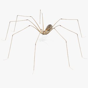 Pholcus Phalangioides