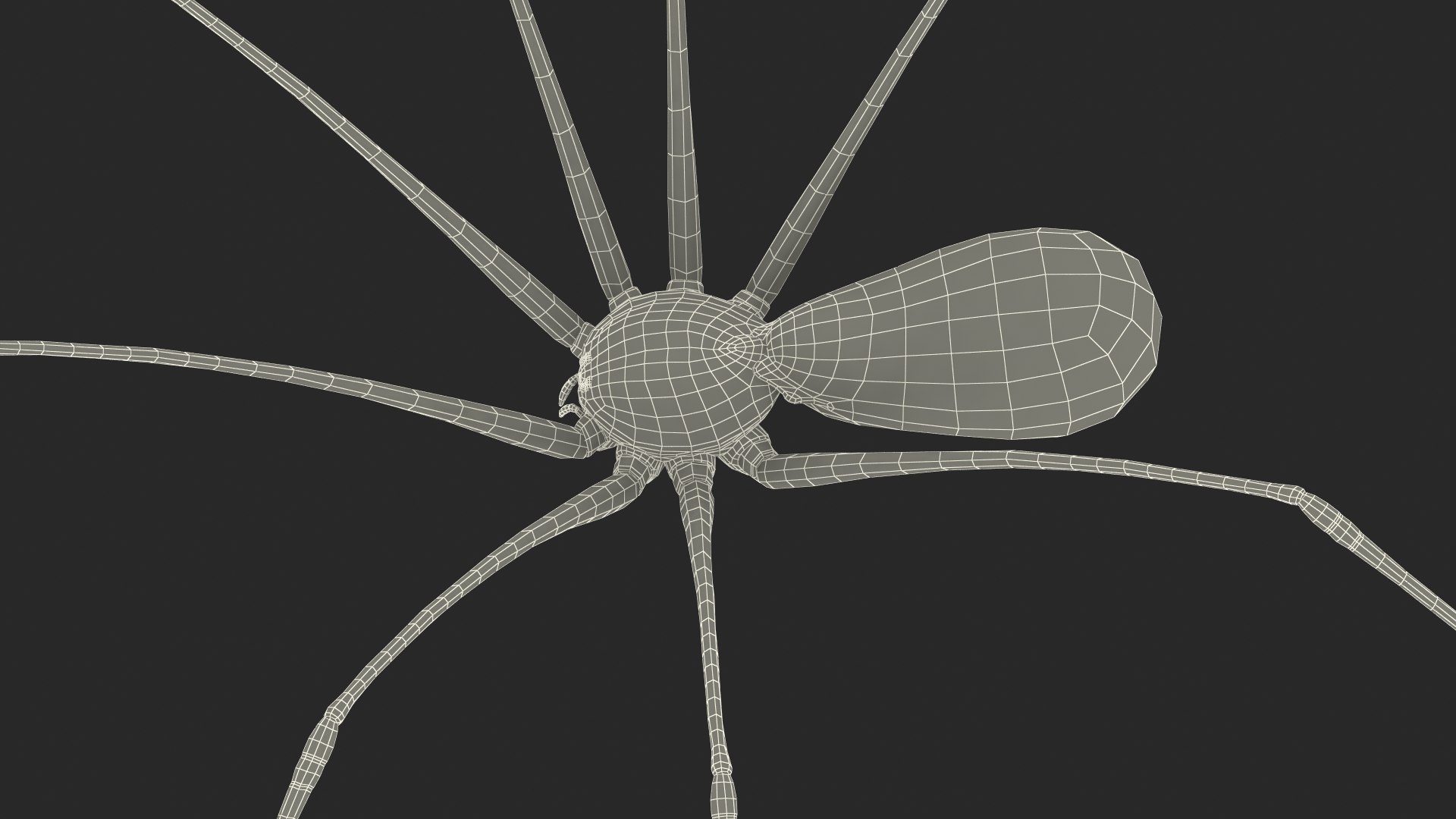 3D Pholcus Phalangioides https://p.turbosquid.com/ts-thumb/lN/2OY6HD/UG/pholcusphalangioidesmb3dmodel028/jpg/1713925965/1920x1080/fit_q87/8c7a3313fff84ff0230baa365aaf153734ad1ff5/pholcusphalangioidesmb3dmodel028.jpg