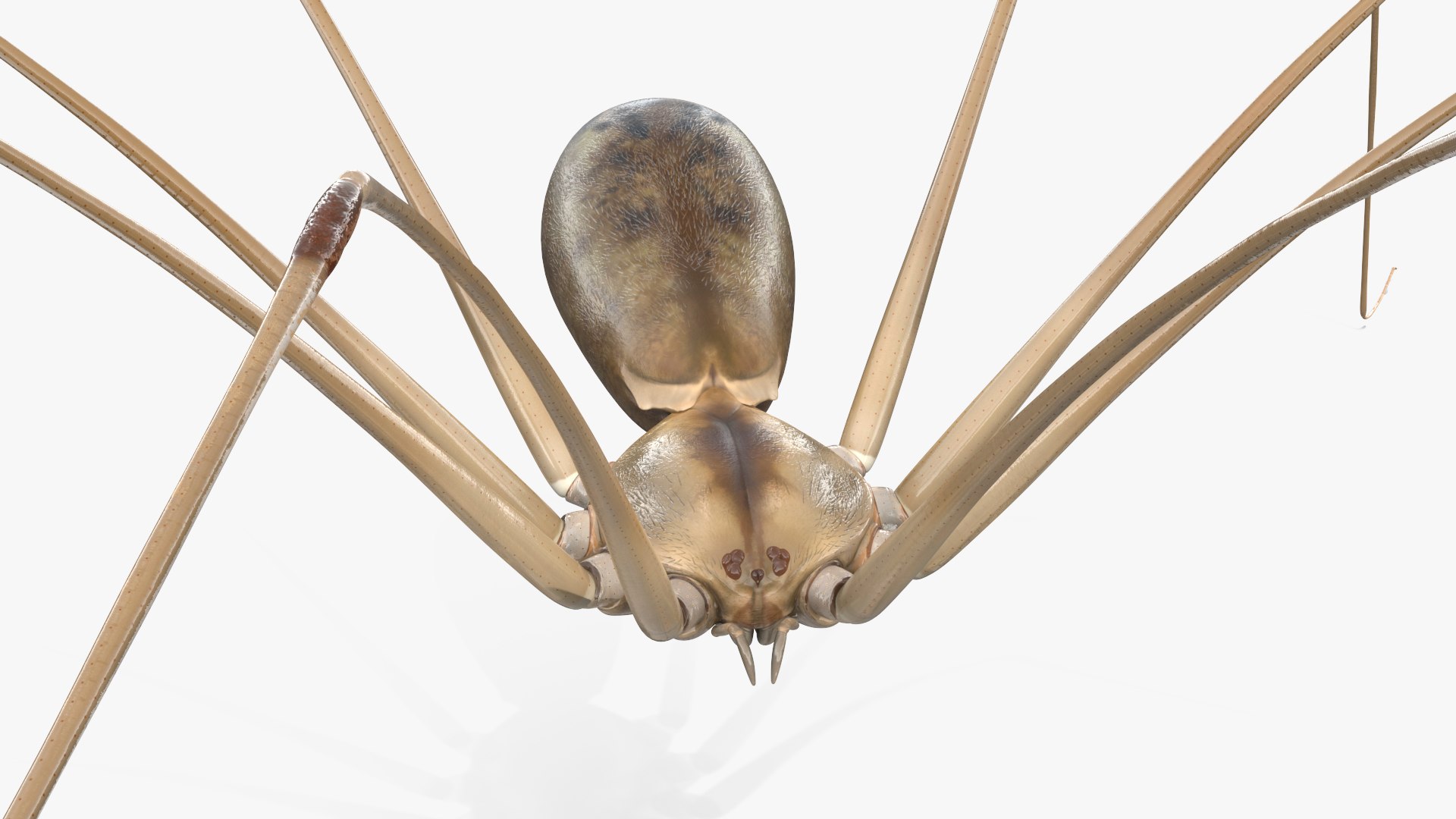 3D Pholcus Phalangioides https://p.turbosquid.com/ts-thumb/lN/2OY6HD/Vt/pholcusphalangioidesmb3dmodel014/jpg/1713925919/1920x1080/fit_q87/fbb9f11a2dec894258bdb4f0fa165c3443a8991a/pholcusphalangioidesmb3dmodel014.jpg