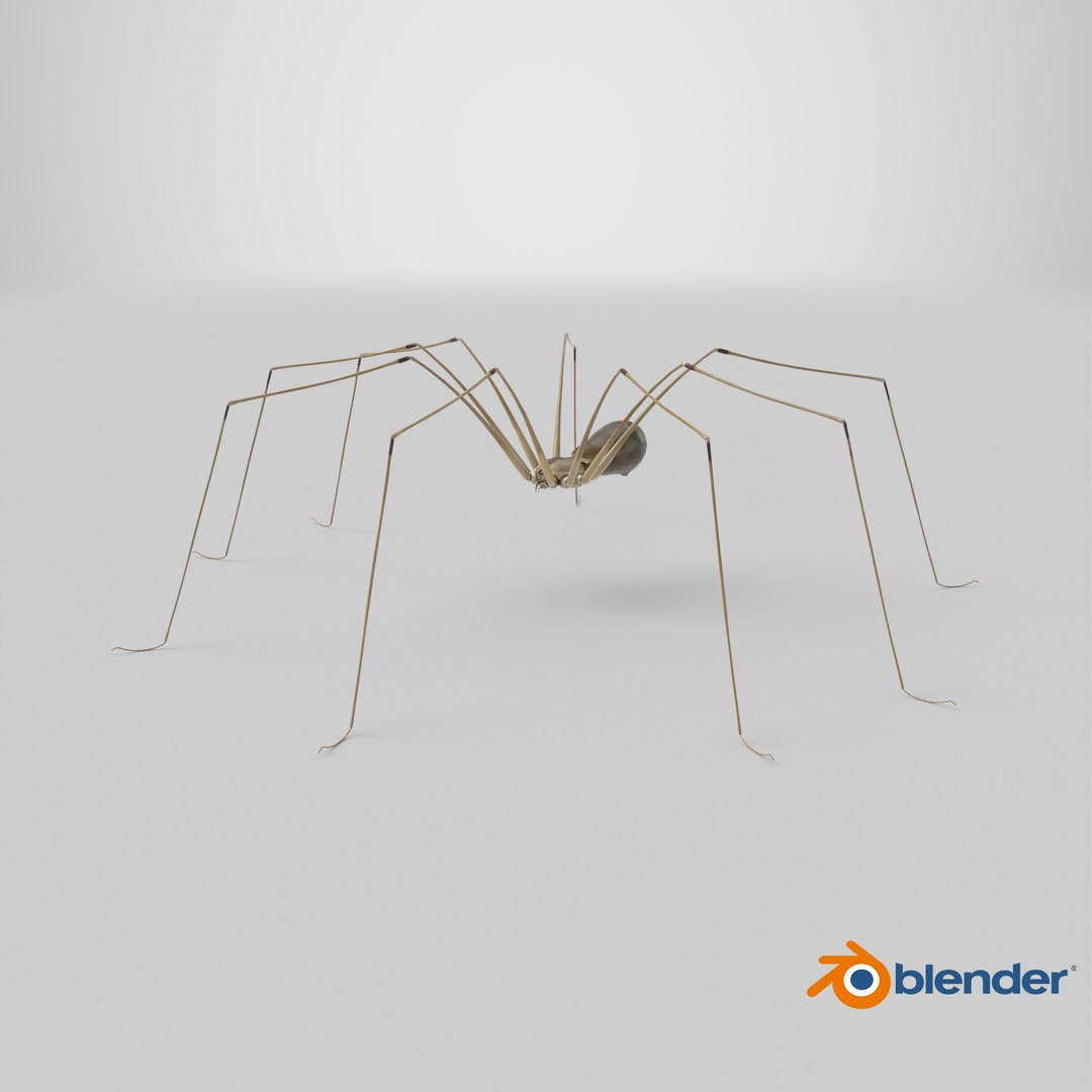 3D Pholcus Phalangioides https://p.turbosquid.com/ts-thumb/lN/2OY6HD/Xs/stemcell_blender_cycles_render/png/1718792670/1920x1080/fit_q87/84ea62bd251f64a6a9bf222f774186a44aa8d168/stemcell_blender_cycles_render.jpg
