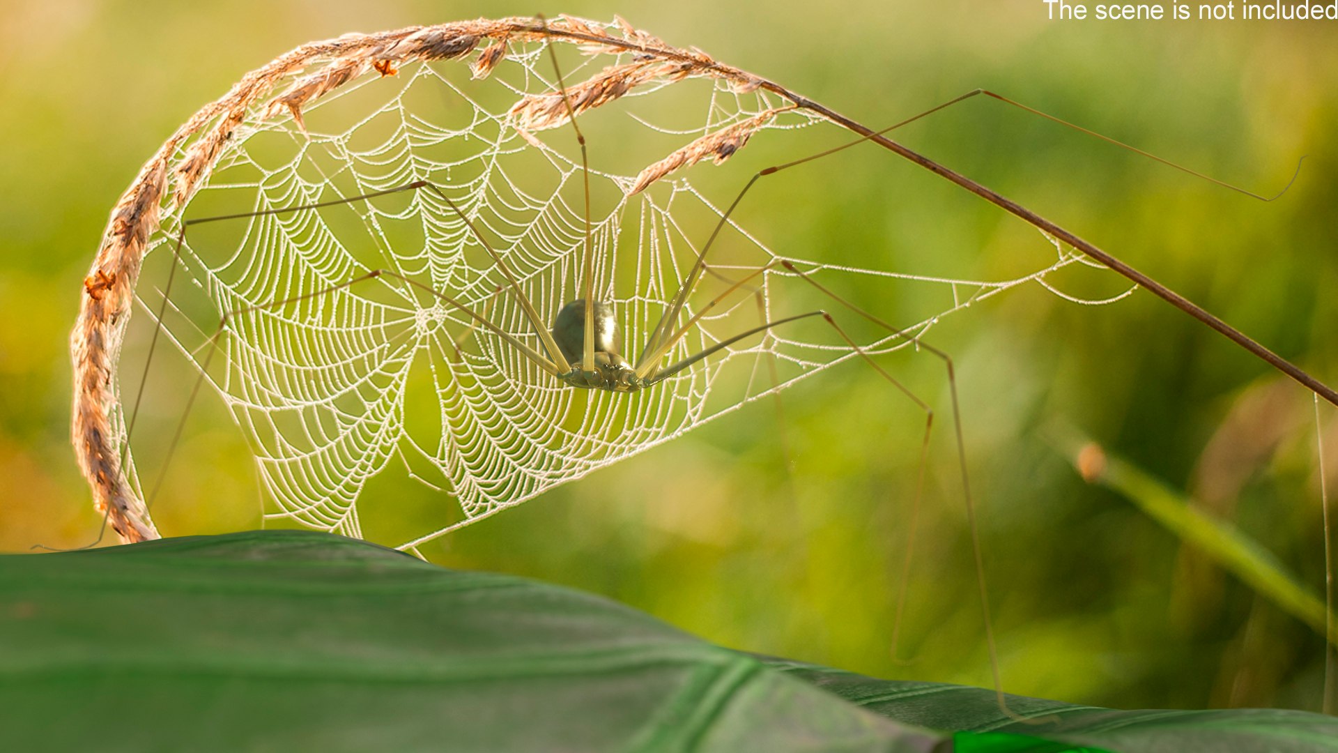 3D Pholcus Phalangioides https://p.turbosquid.com/ts-thumb/lN/2OY6HD/mS/pholcusphalangioidesmb3dmodel002/jpg/1713925879/1920x1080/fit_q87/6d1185e38fa0c2f34bb060fe557ed59bf6f3f0c7/pholcusphalangioidesmb3dmodel002.jpg