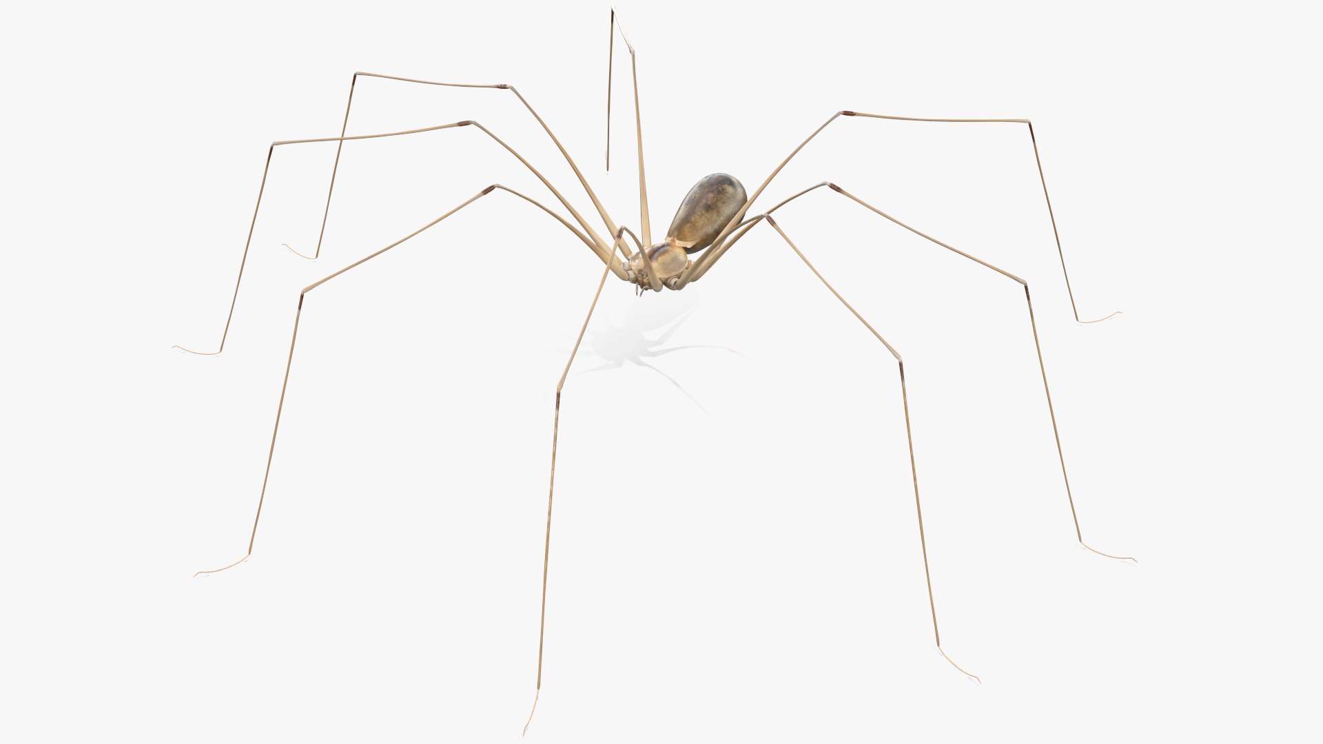 3D Pholcus Phalangioides https://p.turbosquid.com/ts-thumb/lN/2OY6HD/rZ/pholcusphalangioidesmb3dmodel001/jpg/1713925552/1920x1080/fit_q87/9392947ed630ee738976c6e17219187c7fe79782/pholcusphalangioidesmb3dmodel001.jpg