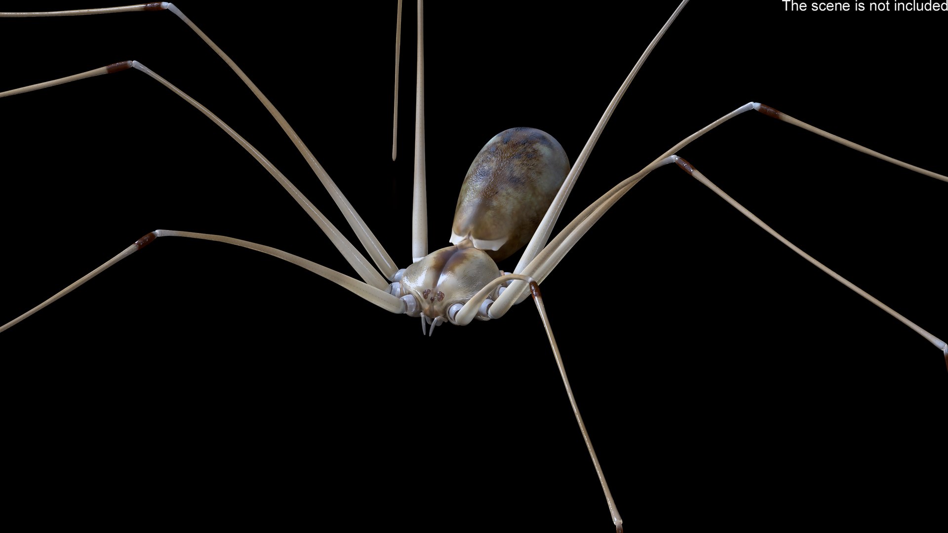 3D Pholcus Phalangioides https://p.turbosquid.com/ts-thumb/lN/2OY6HD/re/pholcusphalangioidesmb3dmodel007/jpg/1713925897/1920x1080/fit_q87/671bde77e55dd2311804dab100eb9fb0800a859c/pholcusphalangioidesmb3dmodel007.jpg