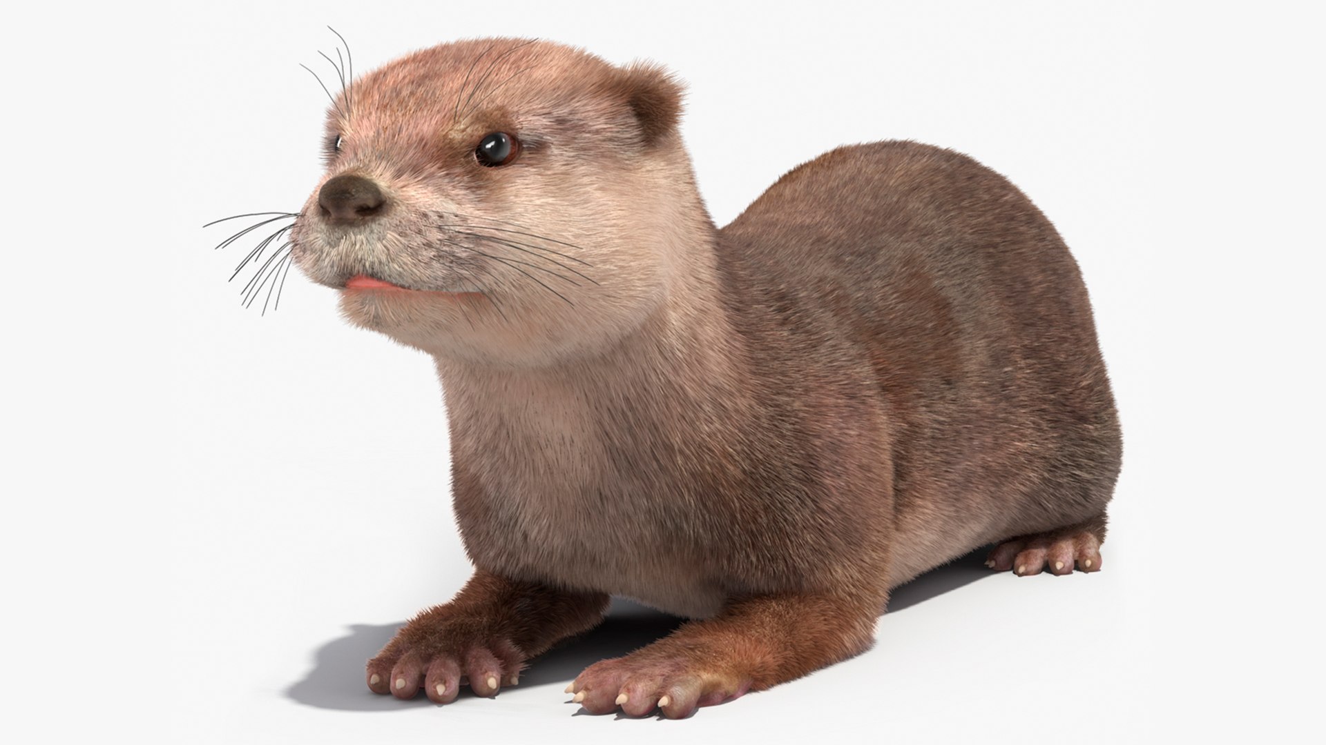 North American Otter Lying Pose Fur 3D model preview