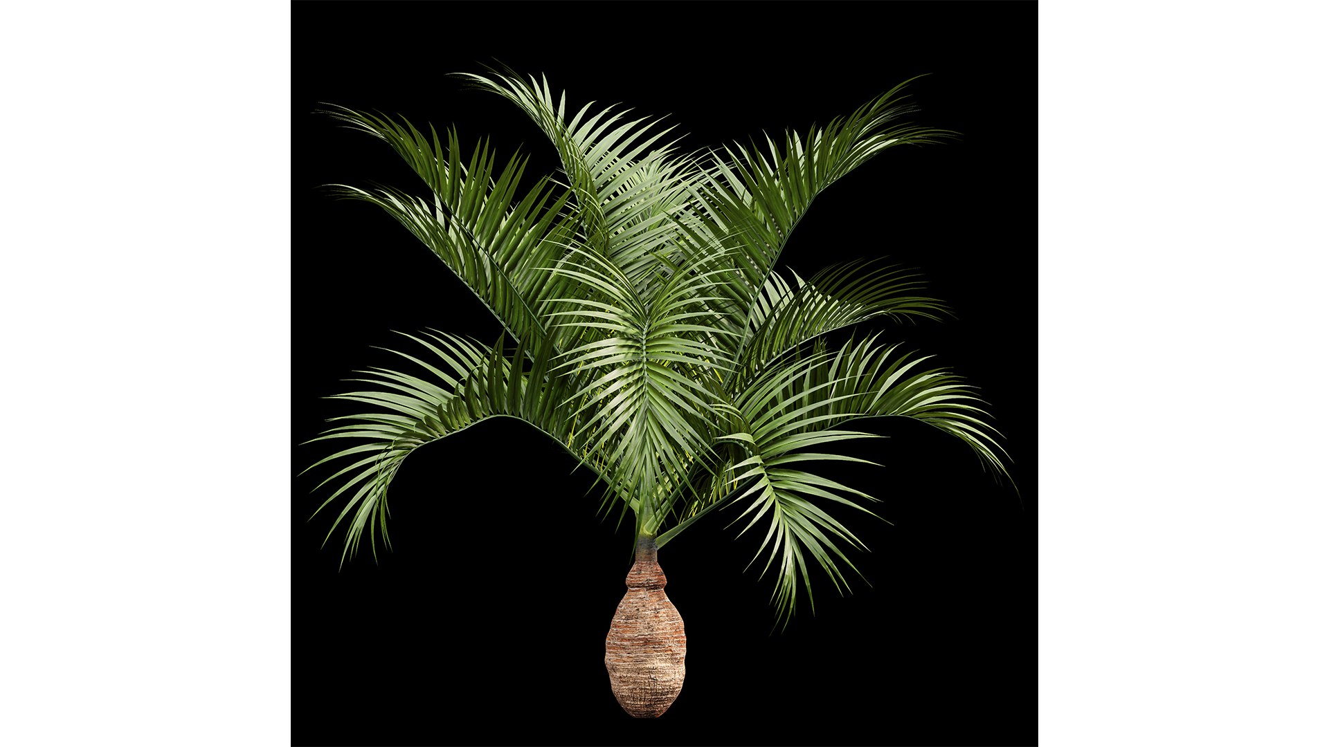 Bottle palm tree hyophorbe lagenicaulis 3D https://p.turbosquid.com/ts-thumb/lN/97iKOA/2d/z03/png/1718797720/1920x1080/fit_q87/3507bc630a01e4bfaf698973b8846000414b00eb/z03.jpg