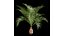 Bottle palm tree hyophorbe lagenicaulis