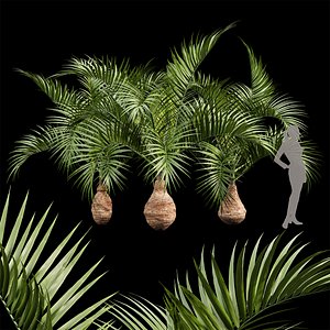Bottle palm tree hyophorbe lagenicaulis 3D