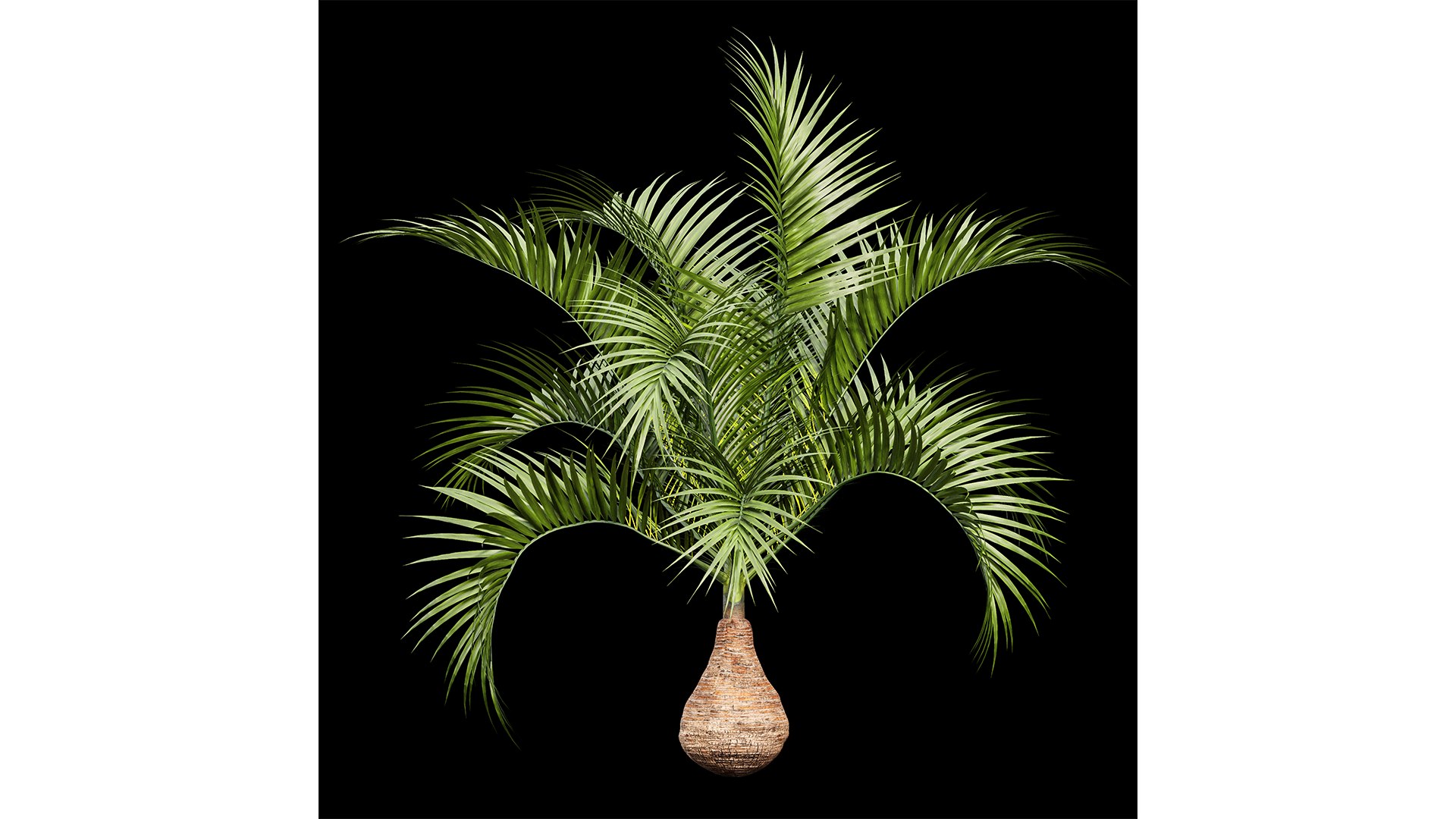 Bottle palm tree hyophorbe lagenicaulis 3D https://p.turbosquid.com/ts-thumb/lN/97iKOA/pL/z04/png/1718797720/1920x1080/fit_q87/91aa8269e62715fb55716c1edeb32a06d555ad88/z04.jpg