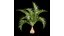 Bottle palm tree hyophorbe lagenicaulis
