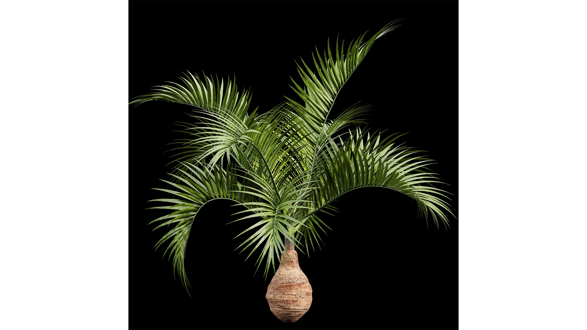 Bottle palm tree hyophorbe lagenicaulis 3D https://p.turbosquid.com/ts-thumb/lN/97iKOA/v0/z02/png/1718797718/1920x1080/fit_q87/88c7d745ea3819168280a055e52131ad5beb71db/z02.jpg