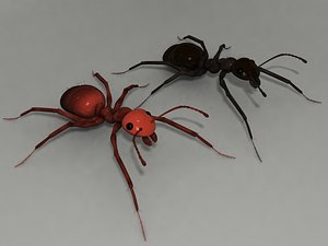 ants 3d model