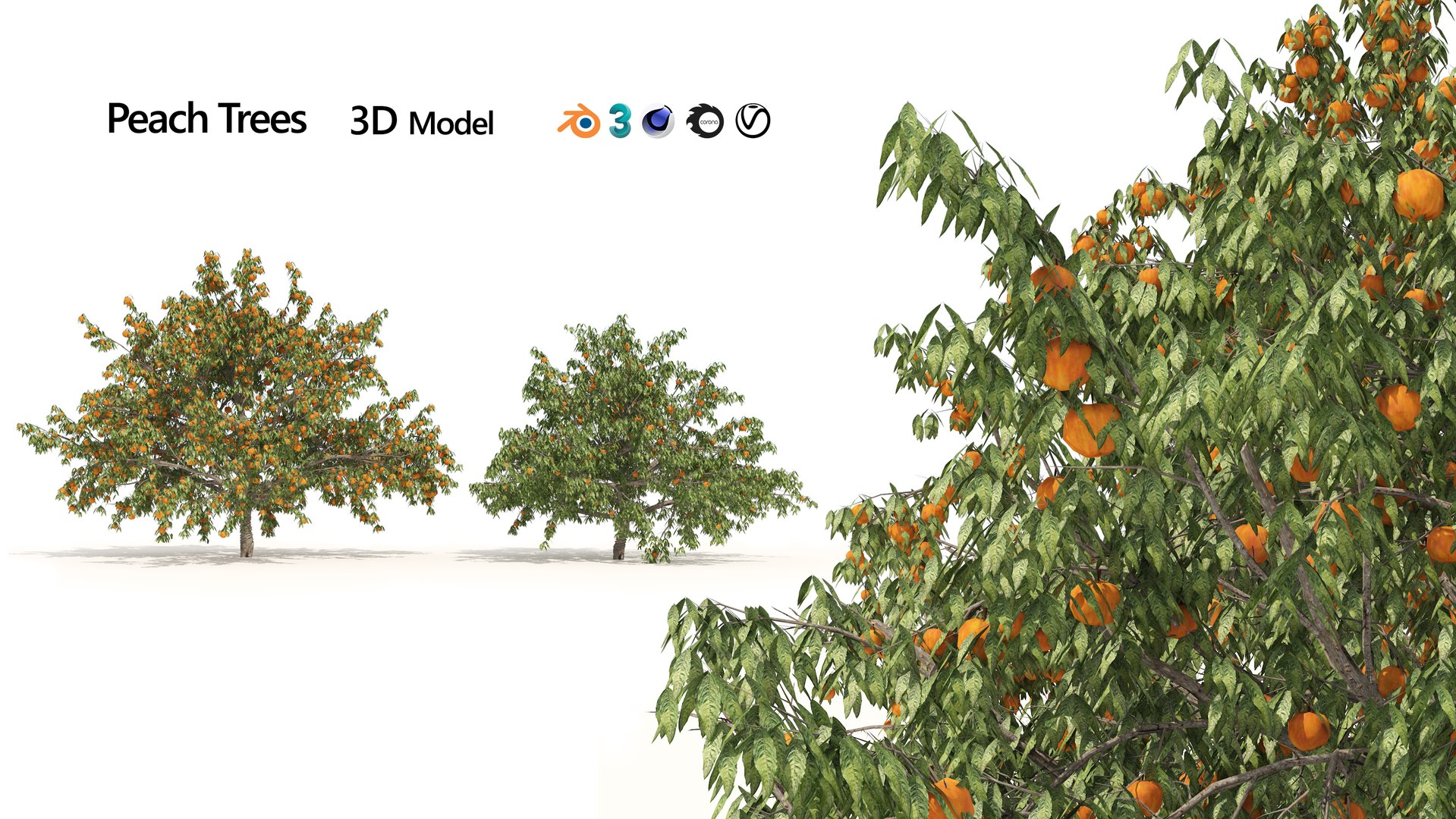 3D Crawford Peach Trees Model TurboSquid 2036128