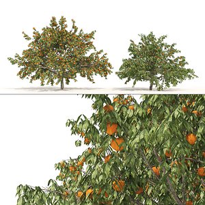 Crawford Peach Trees