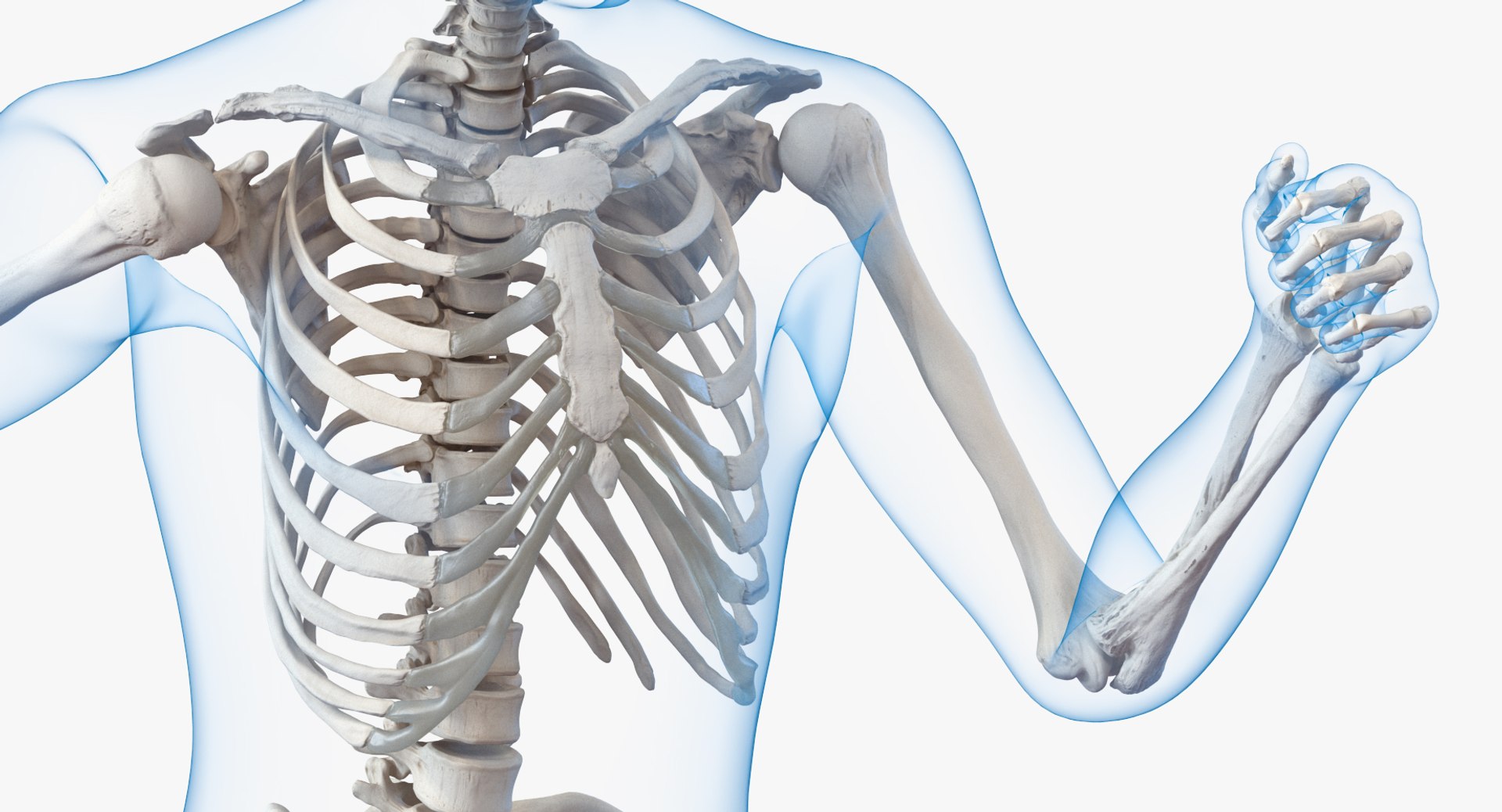 male body skeleton running 3D model https://p.turbosquid.com/ts-thumb/lN/QrrvFu/4Zr3ExMj/malebodywithskeletonrunningpose3dmodel007/jpg/1512114369/1920x1080/fit_q87/ab81941cef3878b9884ba13840467a9d5acc7e9b/malebodywithskeletonrunningpose3dmodel007.jpg