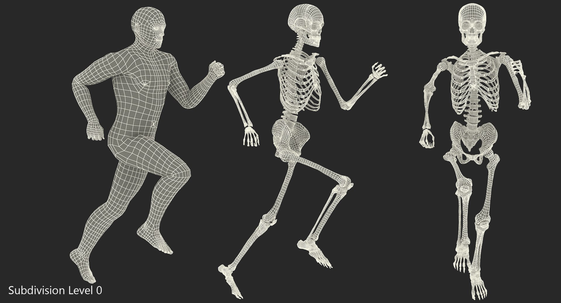 male body skeleton running 3D model https://p.turbosquid.com/ts-thumb/lN/QrrvFu/IjI5tIF0/malebodywithskeletonrunningpose3dmodel012/jpg/1512114388/1920x1080/fit_q87/cef2016f8b64c8f3009ea14d67528955926f3a18/malebodywithskeletonrunningpose3dmodel012.jpg