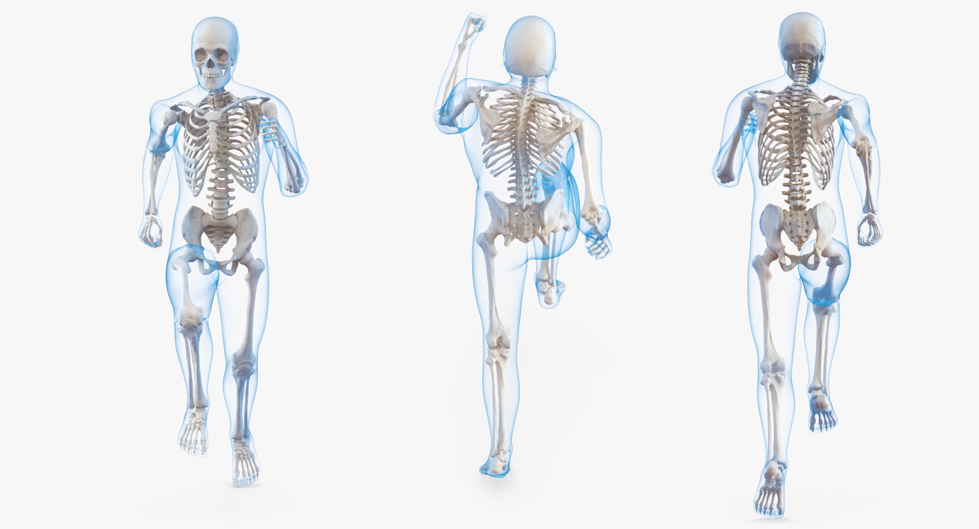 male body skeleton running 3D model https://p.turbosquid.com/ts-thumb/lN/QrrvFu/QcU7GE7F/malebodywithskeletonrunningpose3dmodel002/jpg/1512114352/1920x1080/fit_q87/d97138568477e7b3b8f2a89b5120401e47c24e9c/malebodywithskeletonrunningpose3dmodel002.jpg
