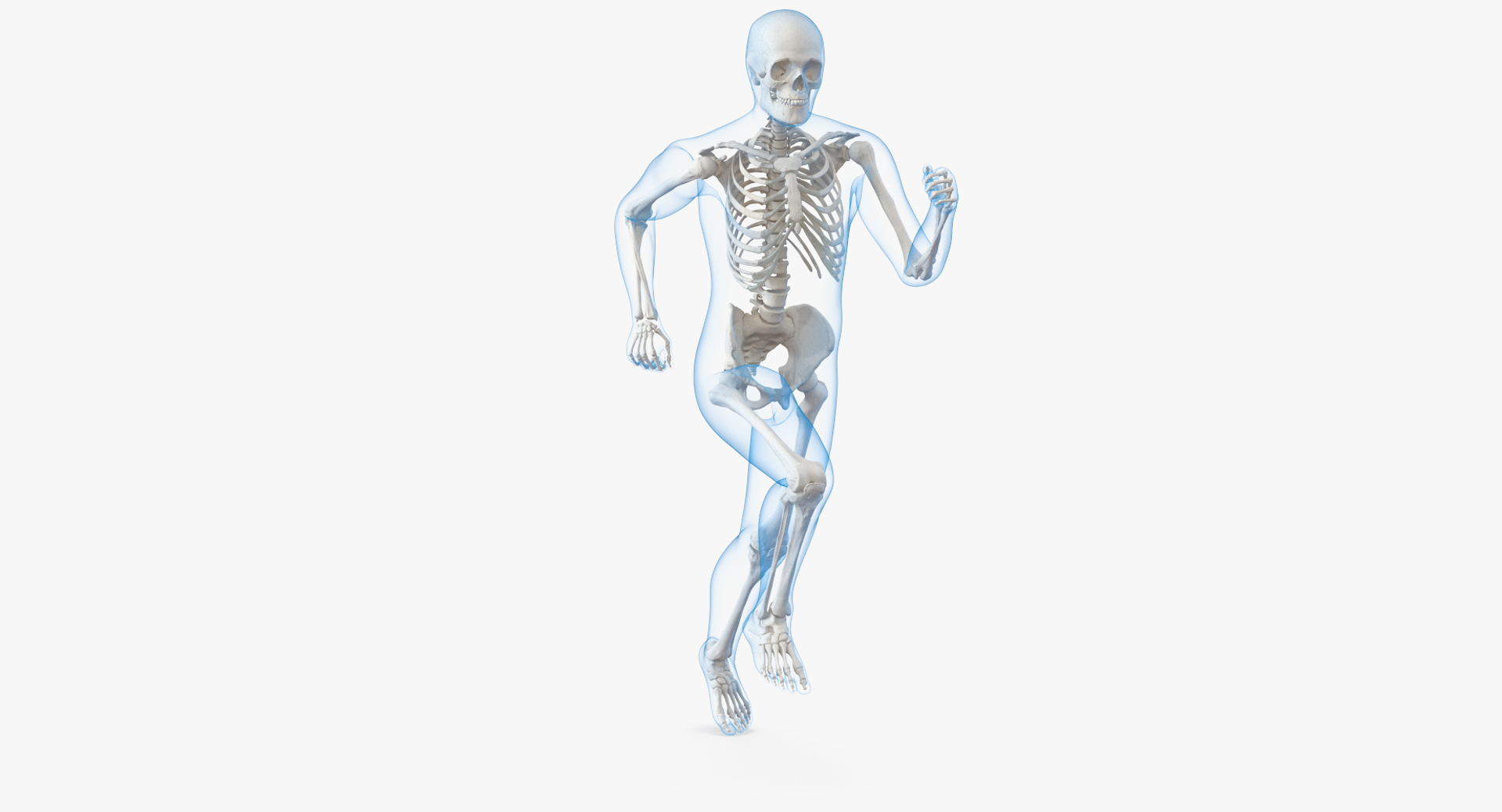 male body skeleton running 3D model https://p.turbosquid.com/ts-thumb/lN/QrrvFu/UzyTMbTY/male_body_with_skeleton_running_pose_360/jpg/1512112796/1920x1080/turn_fit_q99/db8d2456b49c1652c36801c68bd03755f5a381f6/male_body_with_skeleton_running_pose_360-1.jpg