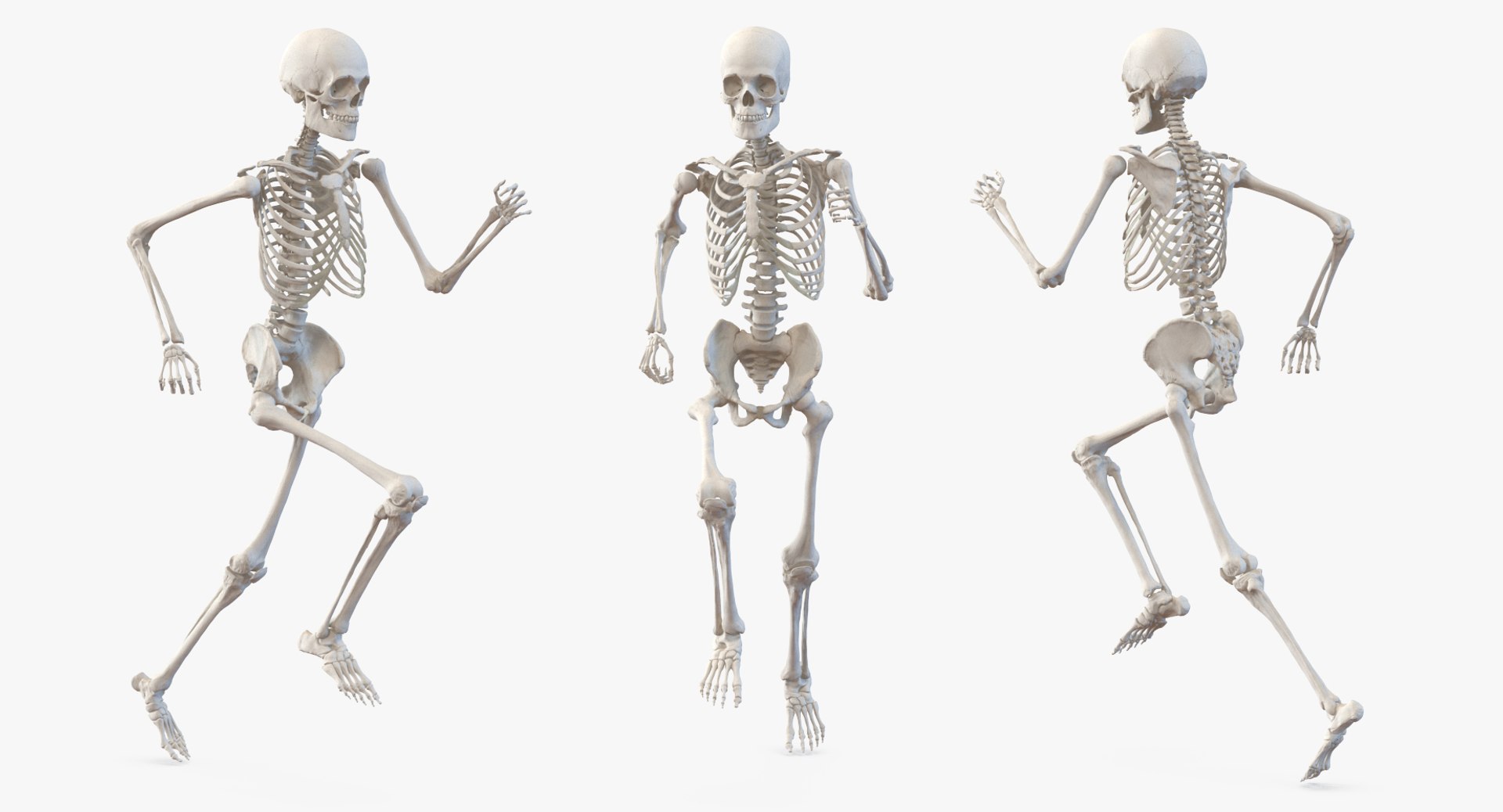 male body skeleton running 3D model https://p.turbosquid.com/ts-thumb/lN/QrrvFu/Zyn12MbG/malebodywithskeletonrunningpose3dmodel004/jpg/1512114358/1920x1080/fit_q87/20bfc8eb67056c01939122891a24ae8ac5930dde/malebodywithskeletonrunningpose3dmodel004.jpg