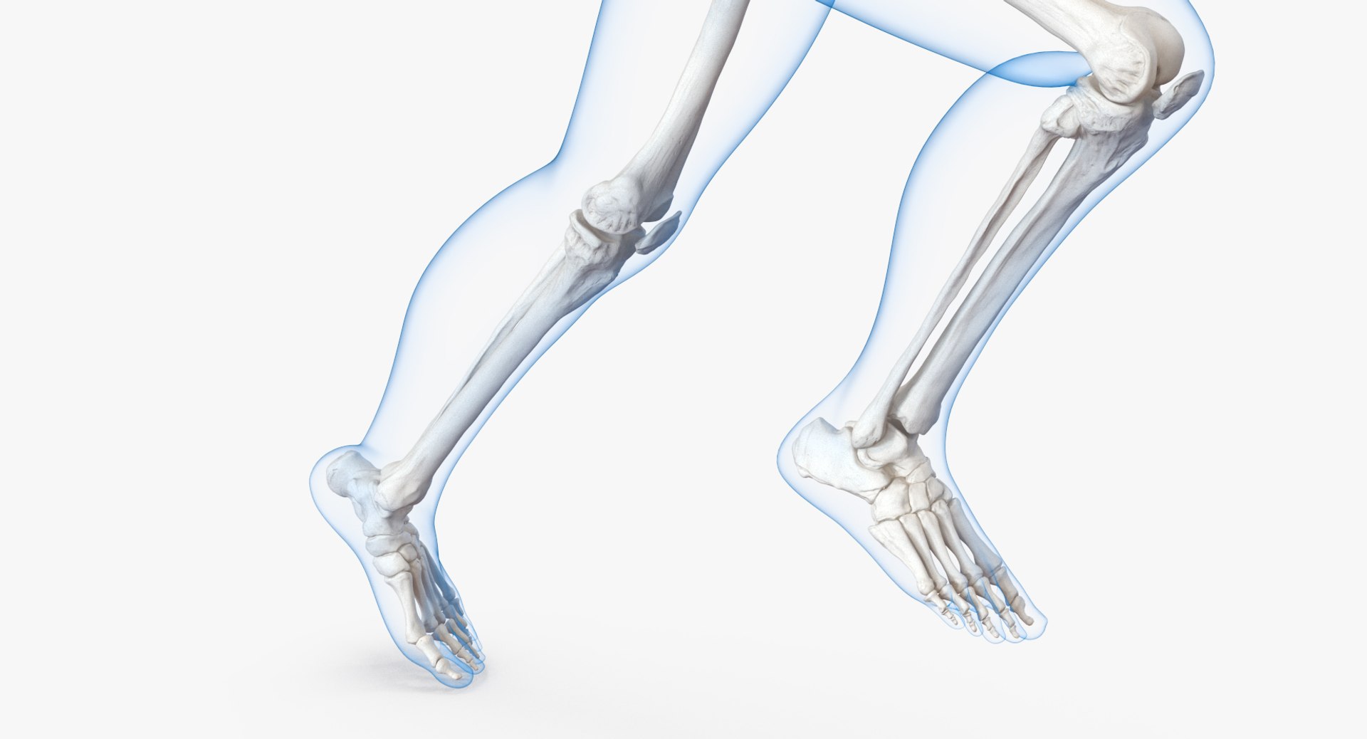 male body skeleton running 3D model https://p.turbosquid.com/ts-thumb/lN/QrrvFu/gvb2OoqT/malebodywithskeletonrunningpose3dmodel011/jpg/1512114385/1920x1080/fit_q87/2b6373ca9b800ed0afd3014040ead70d9b008271/malebodywithskeletonrunningpose3dmodel011.jpg