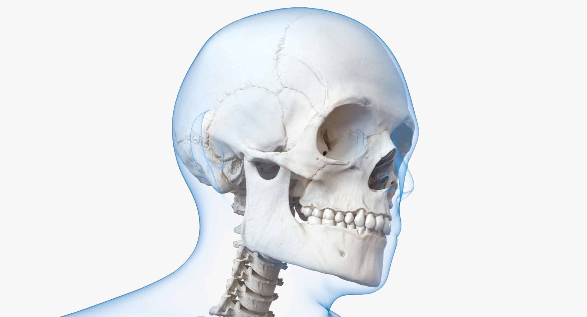 male body skeleton running 3D model https://p.turbosquid.com/ts-thumb/lN/QrrvFu/p7rTdnTk/malebodywithskeletonrunningpose3dmodel008/jpg/1512114373/1920x1080/fit_q87/a28153809e1c0e84858fc41943baf0525a0d9623/malebodywithskeletonrunningpose3dmodel008.jpg