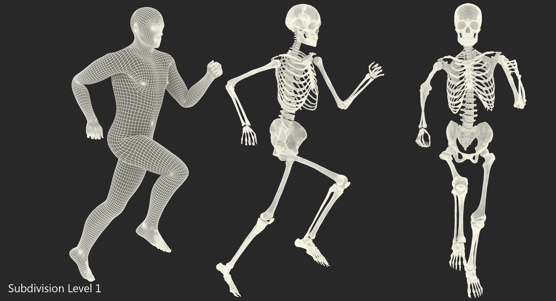 male body skeleton running 3D model https://p.turbosquid.com/ts-thumb/lN/QrrvFu/q43JvDGl/malebodywithskeletonrunningpose3dmodel013/jpg/1512114392/1920x1080/fit_q87/ffcaec490265c2cb37b3b7a7d0bc5cd42dfb6e29/malebodywithskeletonrunningpose3dmodel013.jpg