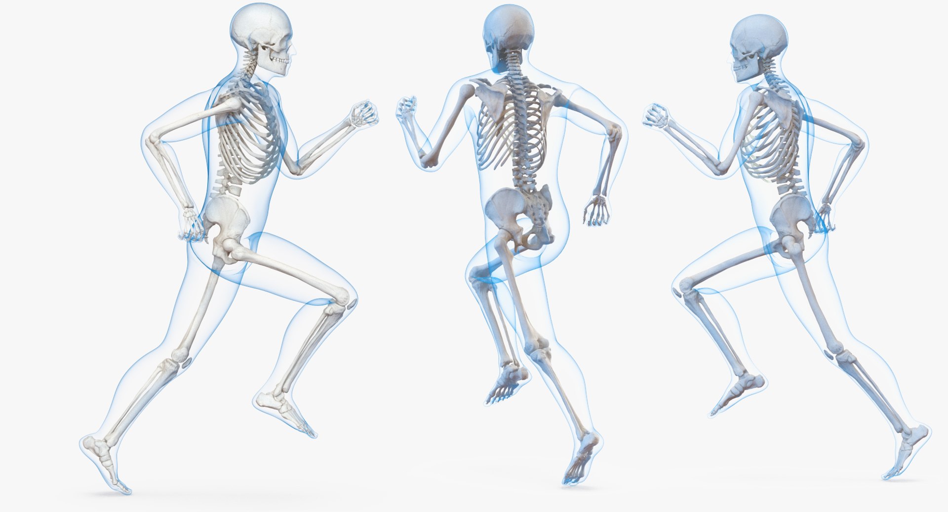 male body skeleton running 3D model https://p.turbosquid.com/ts-thumb/lN/QrrvFu/rYuPAagc/malebodywithskeletonrunningpose3dmodel003/jpg/1512114355/1920x1080/fit_q87/a8c275b0390d34ee86f883169da1b97401b31c79/malebodywithskeletonrunningpose3dmodel003.jpg