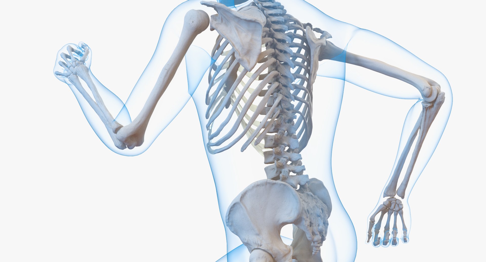 male body skeleton running 3D model https://p.turbosquid.com/ts-thumb/lN/QrrvFu/zNhkliJb/malebodywithskeletonrunningpose3dmodel006/jpg/1512114366/1920x1080/fit_q87/d7f251a43e17af56db3442471ebbda047c0fdb63/malebodywithskeletonrunningpose3dmodel006.jpg