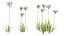 Cyperus rotundus - Purple nutsedge
