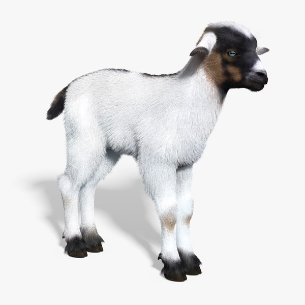 baby goat white fur obj
