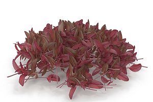 Red amaranth PS