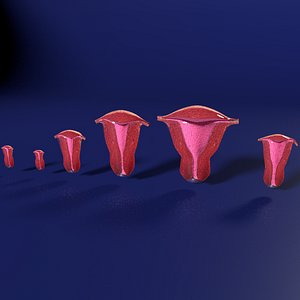 3D uterus different stages development