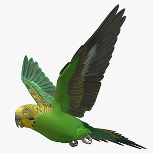 Melopsittacus Undulatus 'Budgerigar'