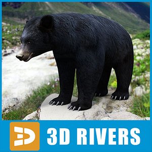 american black bear 3d model