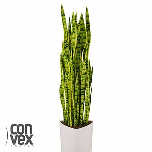 Potted Plants 05