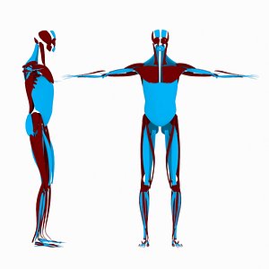 3d model human male muscle