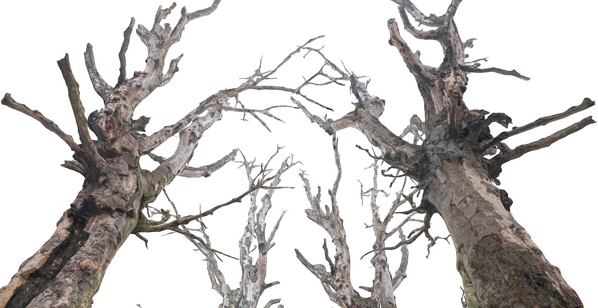 3d obj old forest https://p.turbosquid.com/ts-thumb/lO/eS7tVs/hQ46R8Ne/t10/jpg/1420427079/1920x1080/fit_q87/ade9ab1b7ea4c8c1969556eee64c151adf31c4b6/t10.jpg