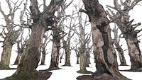Old Forest