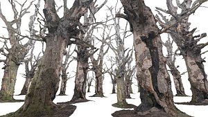 Old Forest
