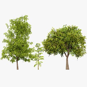 3D Australian Tamarind 3D Model model