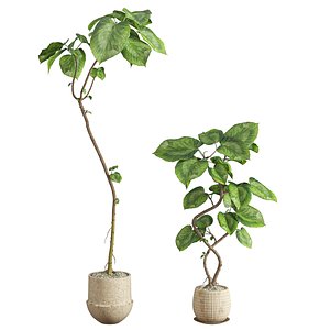 3D Ficus Umbellata Umbrella Tree Ceramic Pots model
