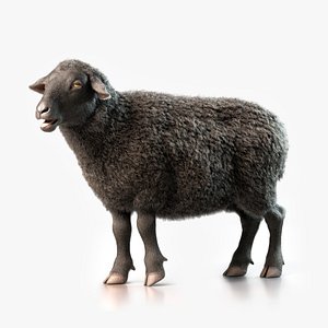 Black Sheep Animated with Fur