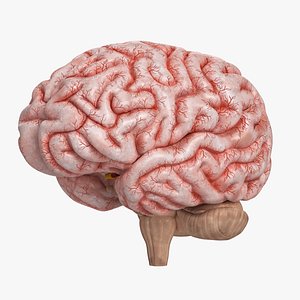 3D Human Brain model